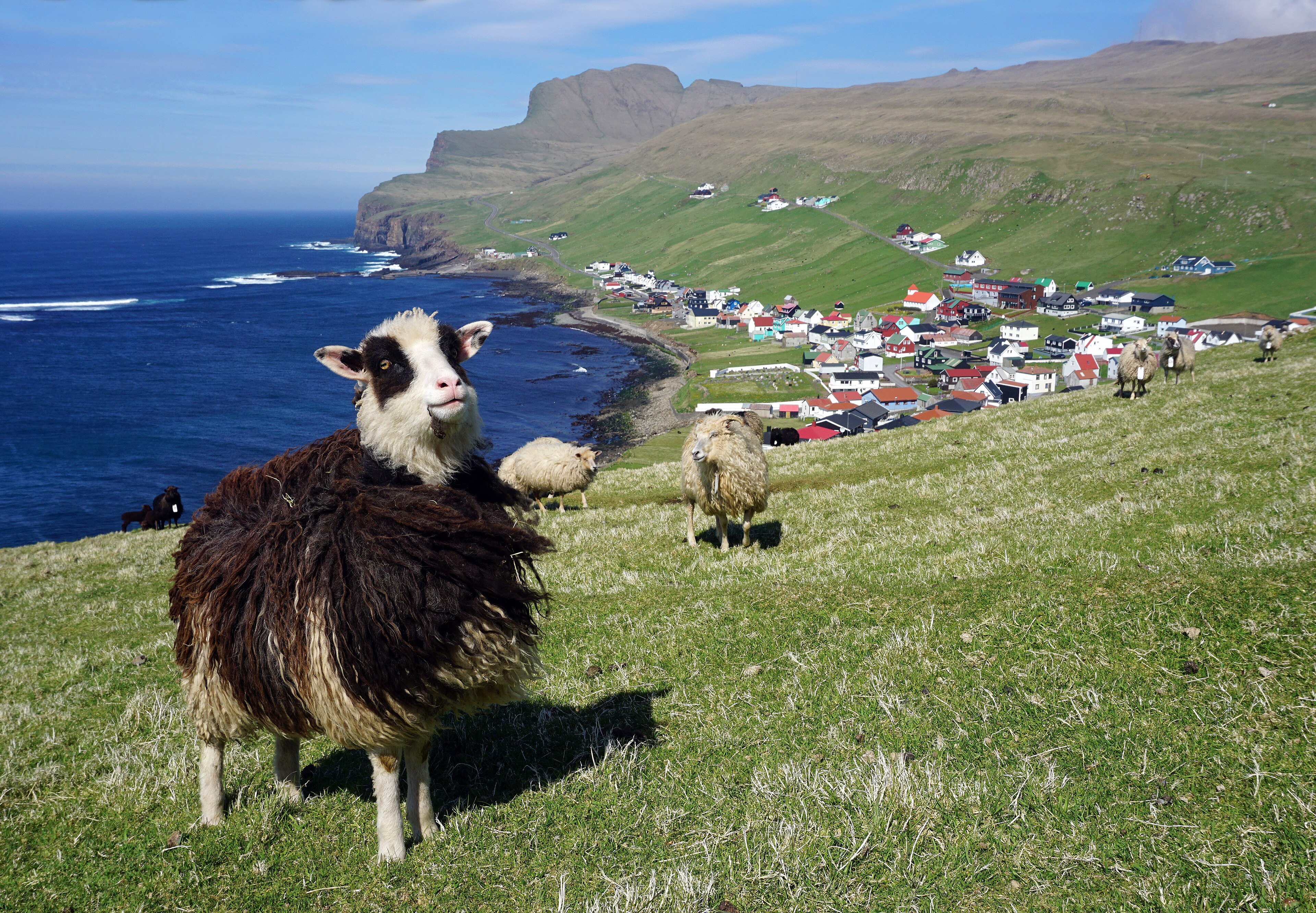 Färöische Schafe oberhalb von Sumba auf Suðuroy mit grünen Hängen und Atlantikküste